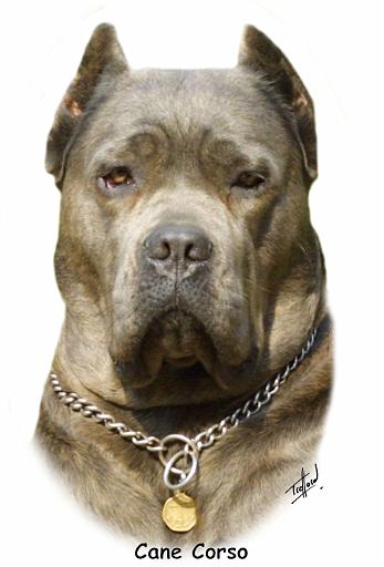 Cane Corso 8R060D-09_2.jpg